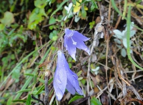 玉山單攻3花篇~玉山之花