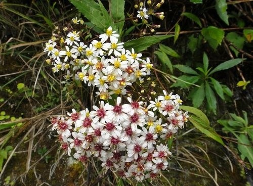 玉山單攻3花篇~玉山之花