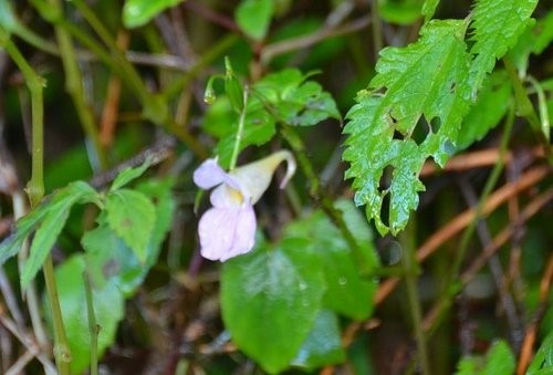 玉山單攻3花篇~玉山之花