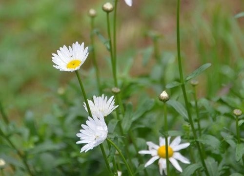 玉山單攻3花篇~玉山之花