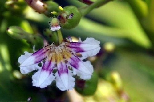 海邊與山路的花~蘇花公路. 七星潭. 合歡山之花.