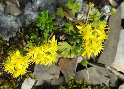 海邊與山路的花~蘇花公路. 七星潭. 合歡山之花.