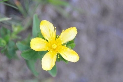 海邊與山路的花~蘇花公路. 七星潭. 合歡山之花.