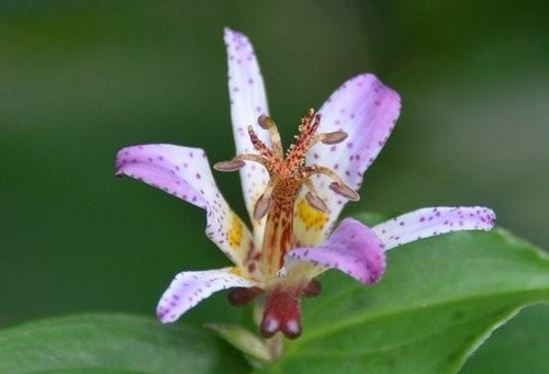 里龍山花篇