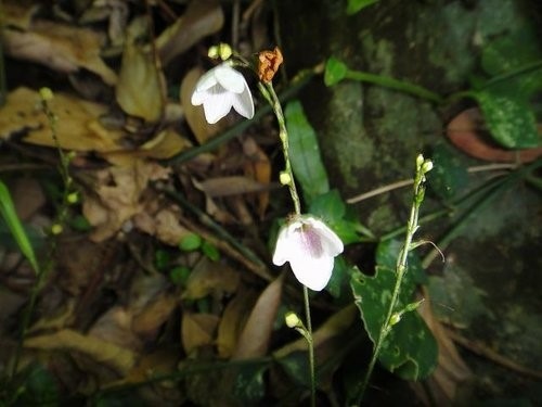 里龍山花篇