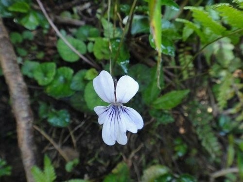 里龍山花篇