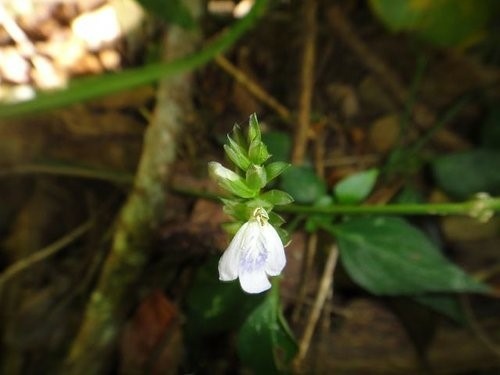 里龍山花篇