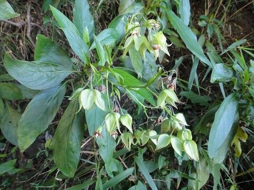 里龍山花篇