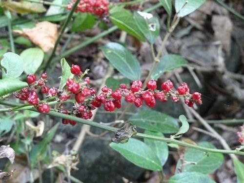 里龍山花篇