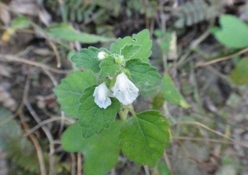 里龍山花篇