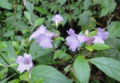 花果篇-富士坪古道與鹿堀坪古道