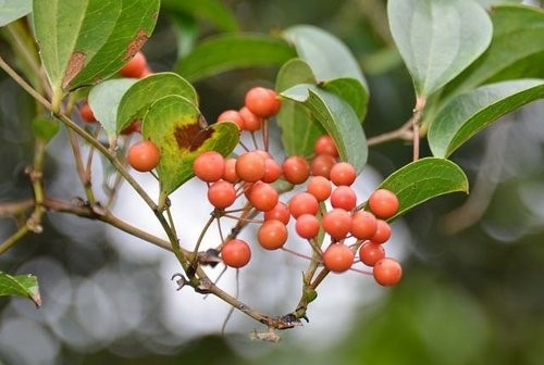 花果篇-富士坪古道與鹿堀坪古道