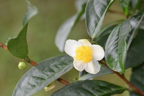 花果篇-富士坪古道與鹿堀坪古道