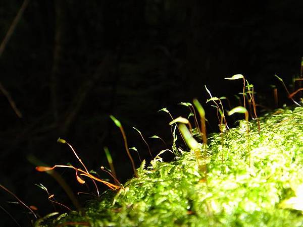 油羅山扇子排山花篇