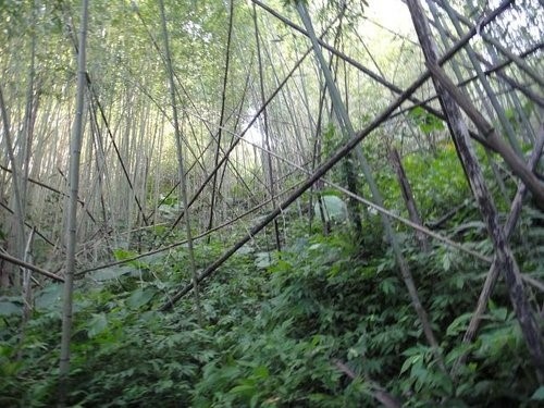 南插天山~登山篇