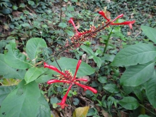 2012回家花蓮過年~路邊小花.