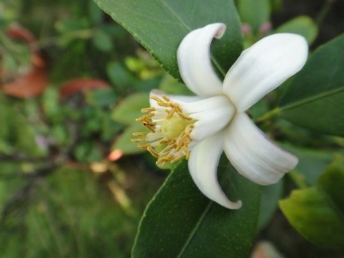 2012回家花蓮過年~路邊小花.