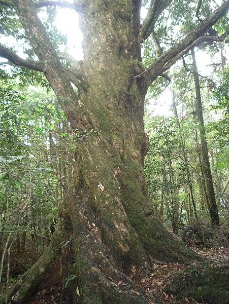 小出山--惠蓀林場.