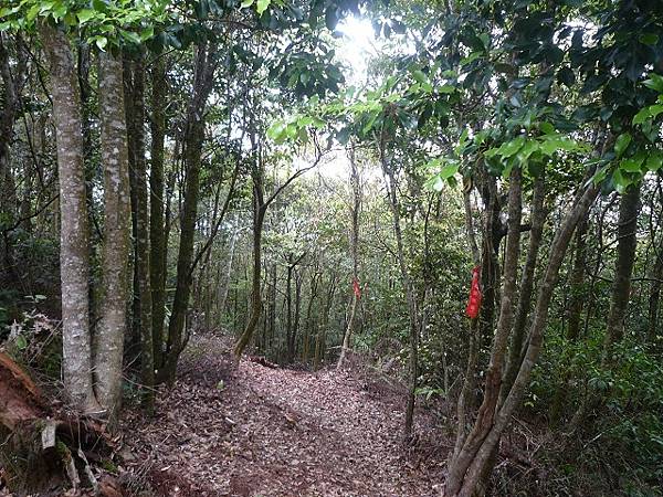 小出山--惠蓀林場.