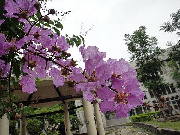 大花紫薇- 老樹開花-