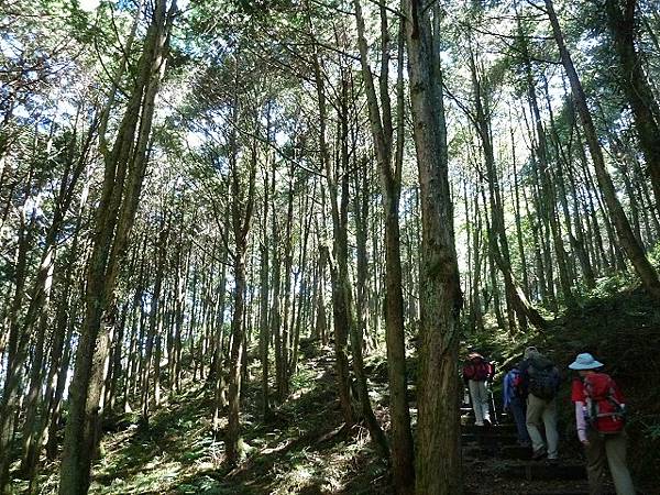 稍來小雪山步道(2)