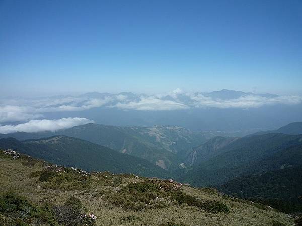 合歡山的高山杜鵑花.--極美