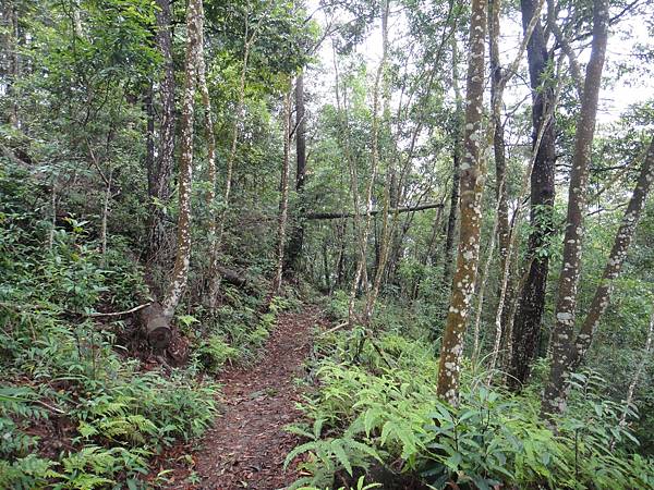 屋我尾山走東卯山