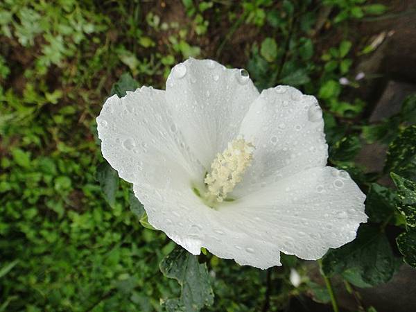 鼻頭角龍洞灣(2)~ 花篇