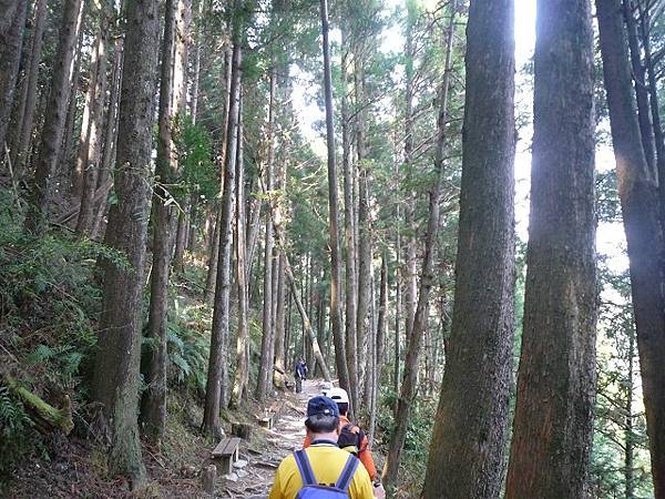 觀霧- -檜山巨木步道