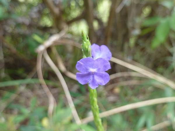 南仁山(2)~賞花篇.