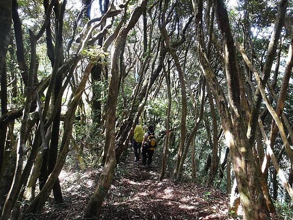 哈堪尼山縱走佳里山~好雲天好山林