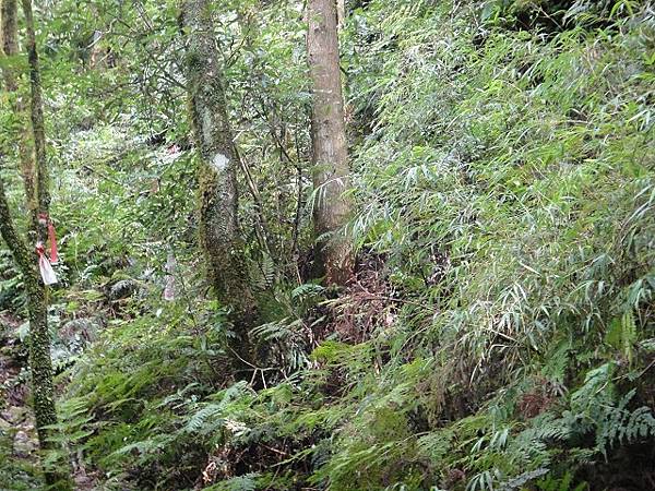 哈堪尼山縱走佳里山~好雲天好山林