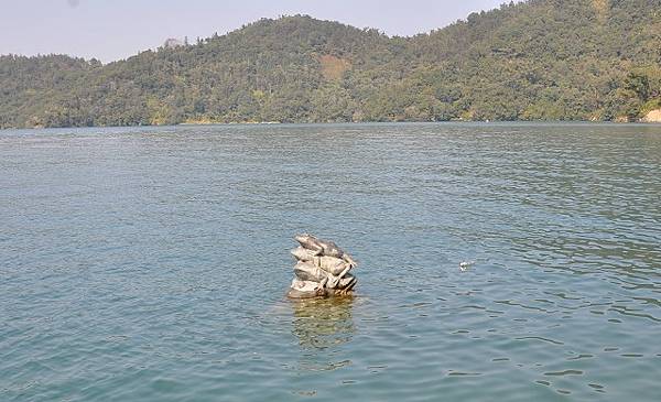 日月潭大竹湖與水蛙步道~美麗湖濱