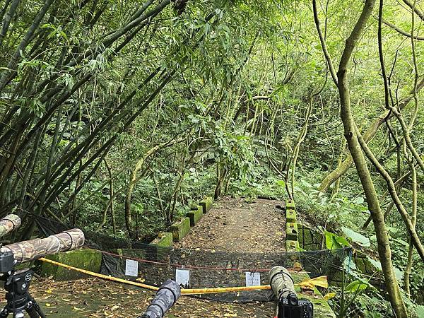 新田山步道拍鳥記 20250727台中潭子