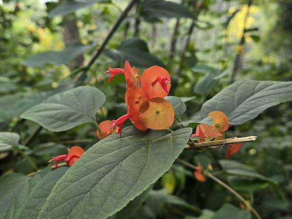 冬紅    頭嵙山3號步道20251019