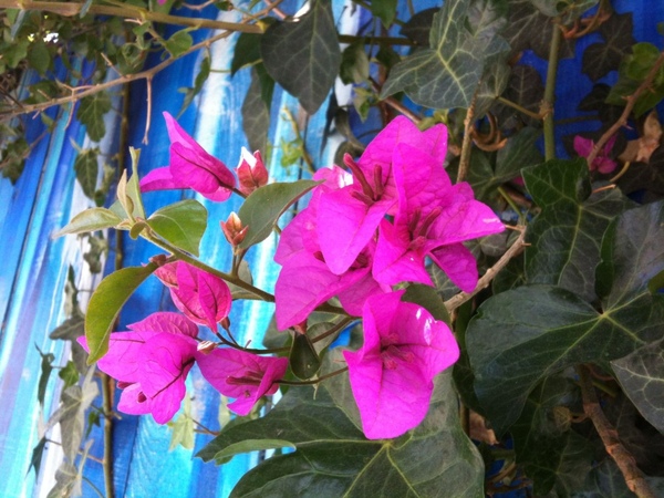 iphone_3gs_test_pix07-1024x768.jpg iphone_3gs_test_pix07-1024x768.jpg
