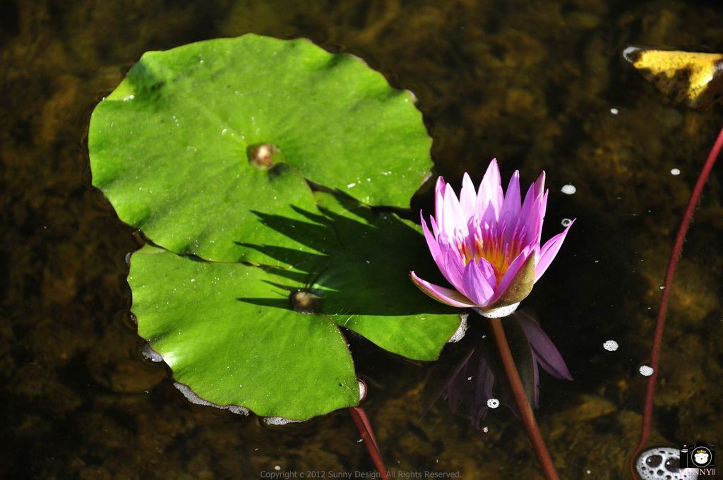 Copyright 2012 Sunny Design. All Rights Reserved. 版權所有 不得轉載 Copyright 2012 Sunny Design. All Rights Reserved. 版權所有 不得轉載