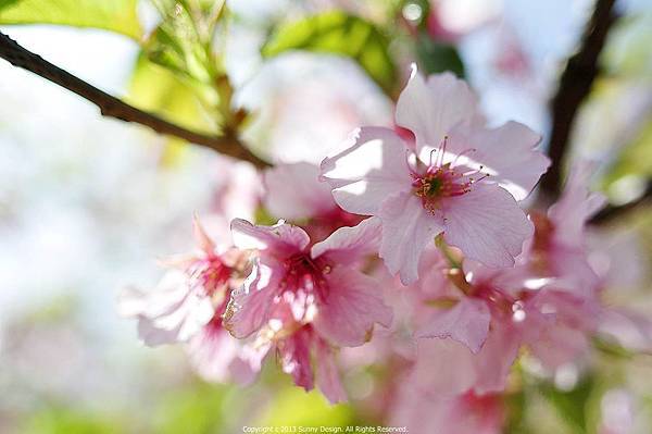 芬園花卉+燉倫堂+敷榮堂+登瀛書院+東洋趣味 