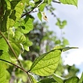  霧峰 落羽松+光復新村