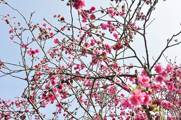 芬園花卉生產休憩園區-櫻花季