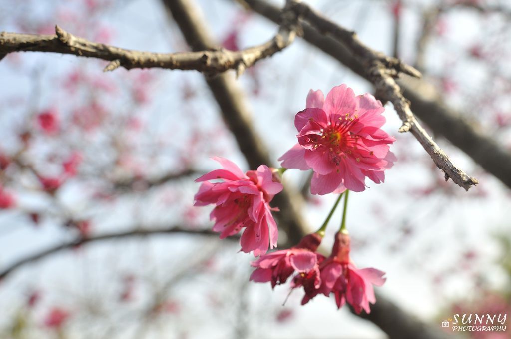 芬園花卉生產休憩園區-櫻花季