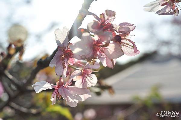 芬園花卉生產休憩園區-櫻花季