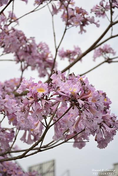 洋紅風鈴木+三育基督教學院