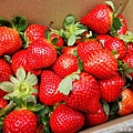 草莓中興 觀光草莓園