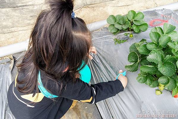 草莓中興 觀光草莓園