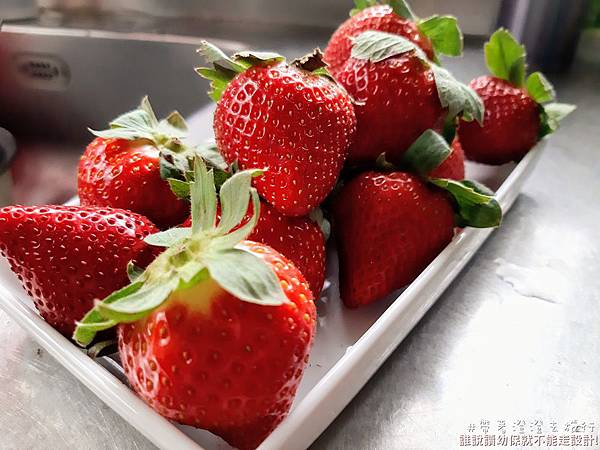 草莓中興 觀光草莓園