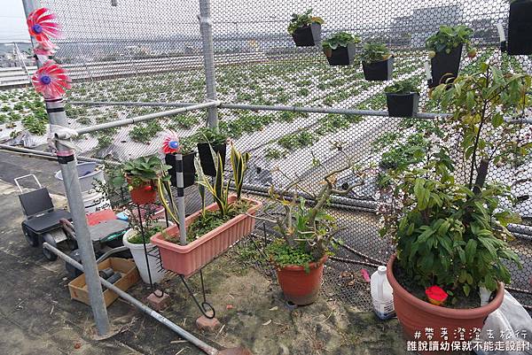 草莓中興 觀光草莓園