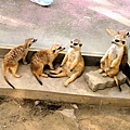 頑皮世界野生動物園– 南台灣最大的野生動物園