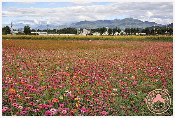 2020新社花海-愛麗絲的花境探險