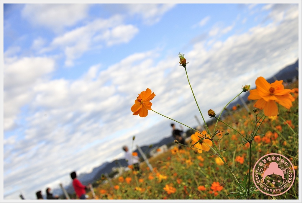 2020新社花海-愛麗絲的花境探險